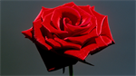 Fond d'écran gratuit de Fleurs - Roses numéro 59834